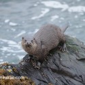 Otter standing and looking on top of rock. November Skye Lutra lutra