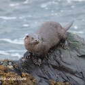 Otter standing and looking round on top of rock. November Skye Lutra lutra