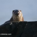 Otter looking down from rock. November Skye Lutra lutra