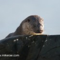 Otter looking from rock. November Skye Lutra lutra