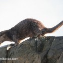 Otter paused tail up on top of rock. November Skye Lutra lutra