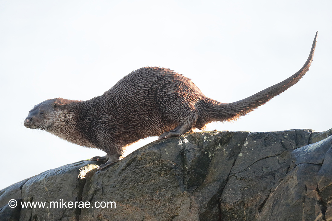 Otter tail and head up on top of rock. November Skye Lutra lutra