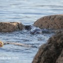 Otter slipping away. November Skye Lutra lutra