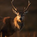 Red Deer turning to sun at dawn. November Cairngorm. Cervus elaphus