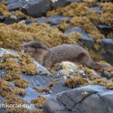 Otter eating in the rocks. November Skye Lutra lutra