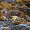 Otter looking from the rocks. November Skye Lutra lutra