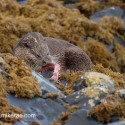 Otter chewing a bone in the rocks. November Skye Lutra lutra