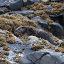 Otter paused chewing a bone in the rocks. November Skye Lutra lutra