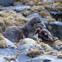 Otter with Cormorant in the rocks. November Skye Lutra lutra