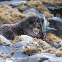 Otter with Cormorant wing in the rocks. November Skye Lutra lutra
