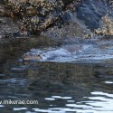 Otter swimming past shore. November Skye Lutra lutra