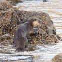 Otter climbing out of water. November Skye Lutra lutra