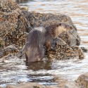 Otter climbing out of water and looking. November Skye Lutra lutra