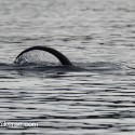 Otter diving tail. November Skye Lutra lutra
