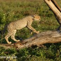 Young Cheetah climbing fallen tree. Acinonyx jubatus