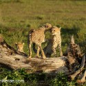 Young Cheetah conversation on fallen tree. Acinonyx jubatus