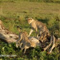 Young Cheetah playing round fallen tree. Acinonyx jubatus