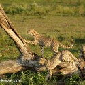 Young Cheetah on and off fallen tree. Acinonyx jubatus