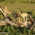 Three Young Cheetah on fallen tree. Acinonyx jubatus