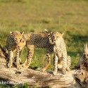 Three Young Cheetah paused on fallen tree. Acinonyx jubatus