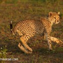Young Cheetah running turn at sunset. Acinonyx jubatus