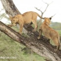 Young Lions in an old tree. Panthera leo