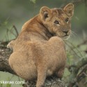 Young Lion looking back from tree. Panthera leo