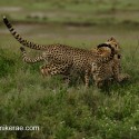 Cheetah pair catching a rabbit. Acinonyx jubatus