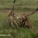 Cheetahs with a rabbit. Acinonyx jubatus