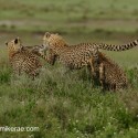 Cheetahs pulling a rabbit. Acinonyx jubatus