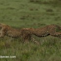 Cheetah pair hunting a rabbit. Acinonyx jubatus