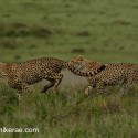 Cheetah pair chasing a rabbit. Acinonyx jubatus