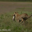 Cheetah running off with a rabbit. Acinonyx jubatus