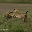 Cheetah chasing cheetah with rabbit. Acinonyx jubatus