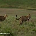 Cheetah family running off with a rabbit. Acinonyx jubatus