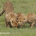 Cheetah family drinking. Acinonyx jubatus
