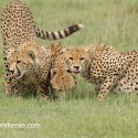 Cheetah family looking up from drinking. Acinonyx jubatus