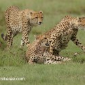 Cheetah family settling. Acinonyx jubatus