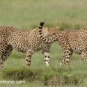 Cheetah pair on the move. Acinonyx jubatus