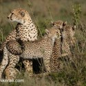 Cheetah with cubs in thick cover. Acinonyx jubatus