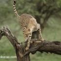 Cheetah climbing down in the rain. Acinonyx jubatus