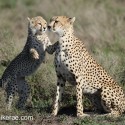 Cheetah with playful cub. Acinonyx jubatus