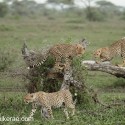 Cheetahs setting off from fallen tree. Acinonyx jubatus
