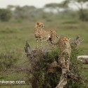 Cheetah looking for prey from fallen tree. Acinonyx jubatus