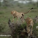 Cheetah pair in the rain on fallen tree. Acinonyx jubatus