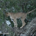 Cheetah marking up tree after sunset. Acinonyx jubatus
