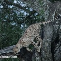 Cheetah comming down tree after sunset. Acinonyx jubatus