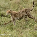 Cheetah stepping out to hunt. Acinonyx jubatus