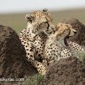 Cheetah with cub on termite hill. Acinonyx jubatus