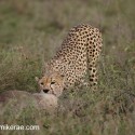 Cheetah eating a wildebeest. Acinonyx jubatus